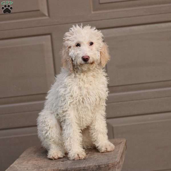 Shelly ~ F1BB, Labradoodle Puppy