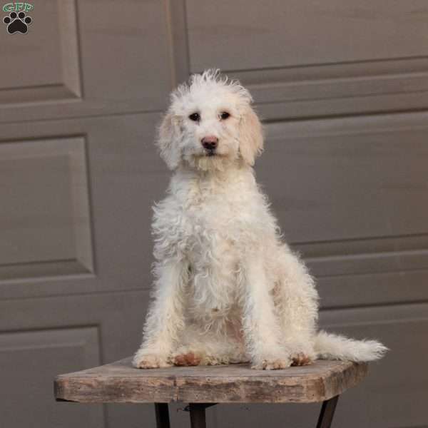 Summer ~ F1BB, Labradoodle Puppy