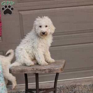 Shiloh ~ F1BB, Labradoodle Puppy