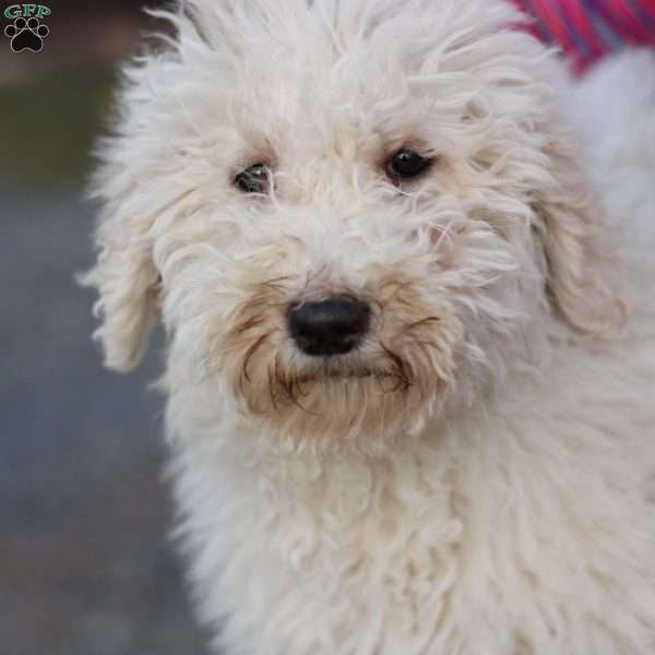 Shiloh ~ F1BB, Labradoodle Puppy