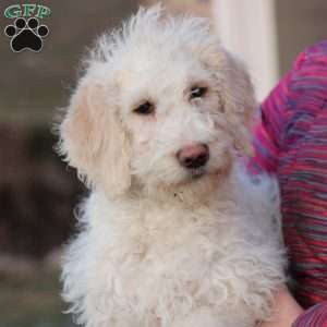 Summer ~ F1BB, Labradoodle Puppy