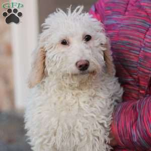 Shelly ~ F1BB, Labradoodle Puppy