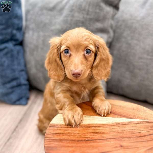 Ginger, Dachshund Puppy