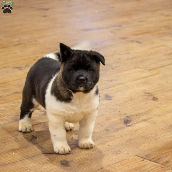 Blair, Akita Puppy