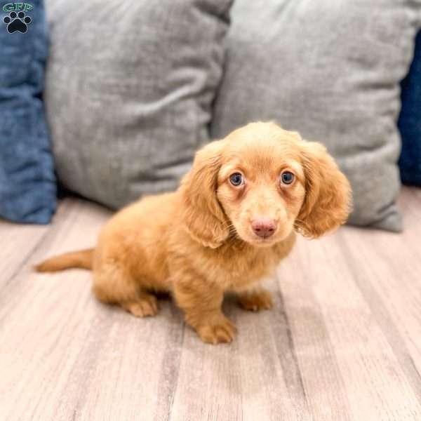 Callie, Dachshund Puppy