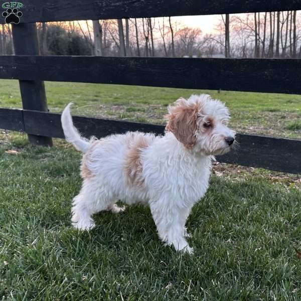 Petunia, Mini Goldendoodle Puppy