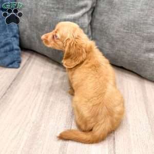 Callie, Dachshund Puppy