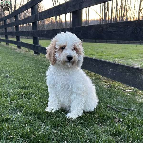Fluffy, Mini Goldendoodle Puppy