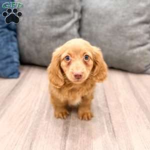 Callie, Dachshund Puppy