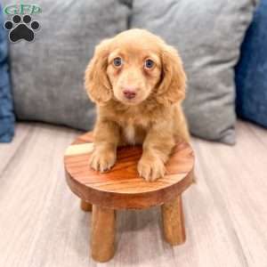 Callie, Dachshund Puppy