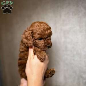 Tiny prince, Toy Poodle Puppy