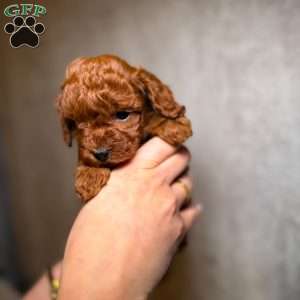Tiny prince, Toy Poodle Puppy