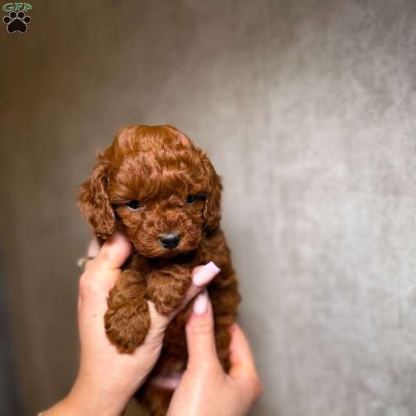 Tiny prince, Toy Poodle Puppy