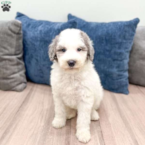 Wesley, Mini Sheepadoodle Puppy