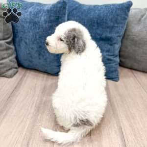 Wesley, Mini Sheepadoodle Puppy