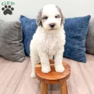 Wesley, Mini Sheepadoodle Puppy