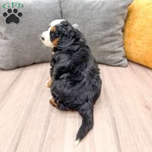 Ranger, Mini Bernedoodle Puppy