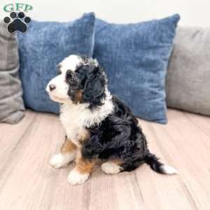Jessabelle, Mini Sheepadoodle Puppy