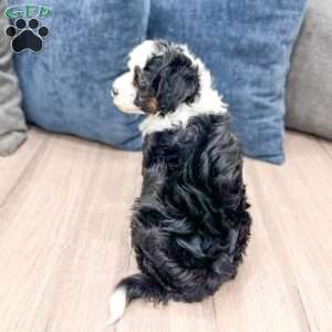 Jessabelle, Mini Sheepadoodle Puppy