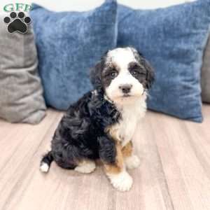 Jessabelle, Mini Sheepadoodle Puppy