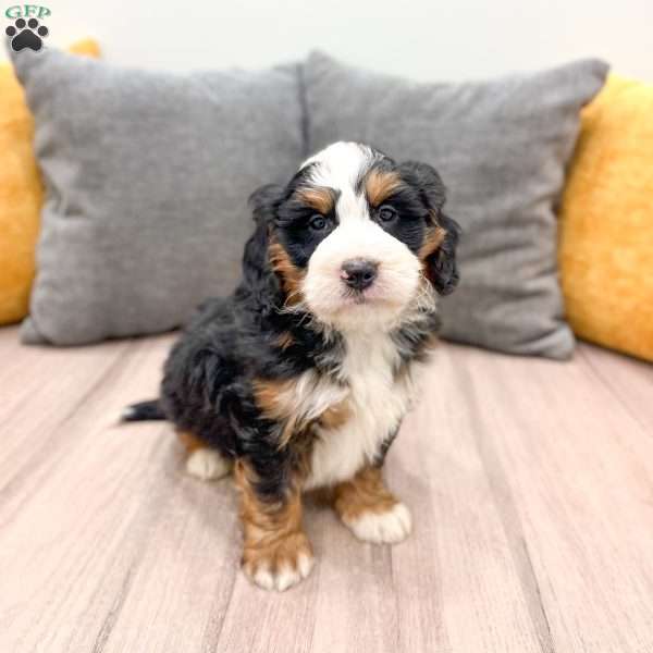 Ranger, Mini Bernedoodle Puppy