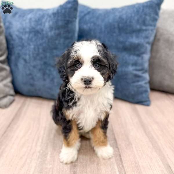 Jessabelle, Mini Sheepadoodle Puppy