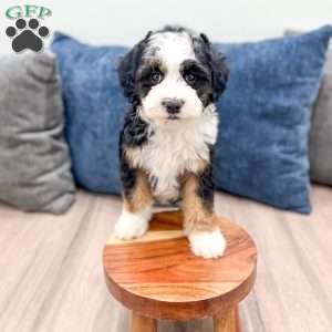 Jessabelle, Mini Sheepadoodle Puppy