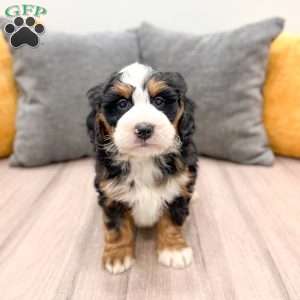Ranger, Mini Bernedoodle Puppy