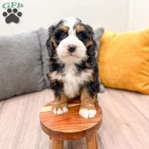Ranger, Mini Bernedoodle Puppy
