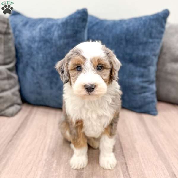 Elliot, Mini Sheepadoodle Puppy