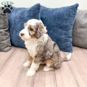 Elliot, Mini Sheepadoodle Puppy