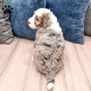 Elliot, Mini Sheepadoodle Puppy