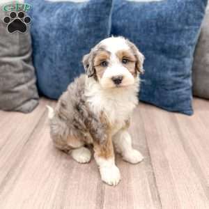 Elliot, Mini Sheepadoodle Puppy