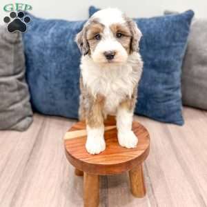 Elliot, Mini Sheepadoodle Puppy