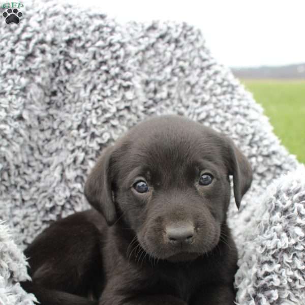 Jax, Black Labrador Retriever Puppy