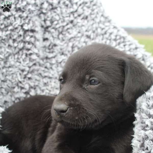 Lilly, Black Labrador Retriever Puppy