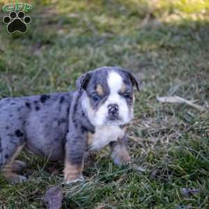 Ace, English Bulldog Puppy
