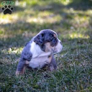 Ace, English Bulldog Puppy