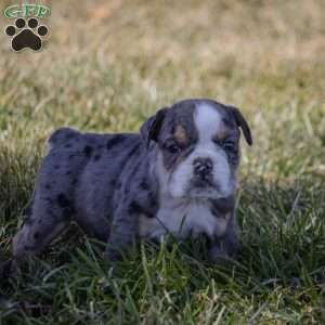Ace, English Bulldog Puppy