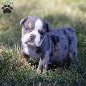 Ace, English Bulldog Puppy