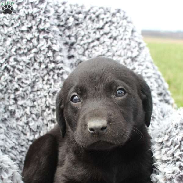 Ryker, Black Labrador Retriever Puppy