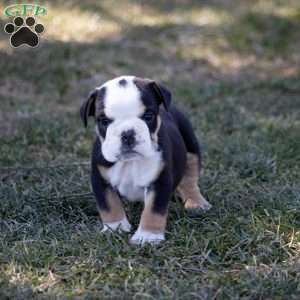 Alistair, English Bulldog Puppy