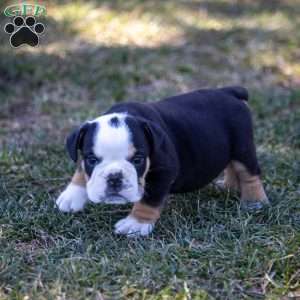 Alistair, English Bulldog Puppy