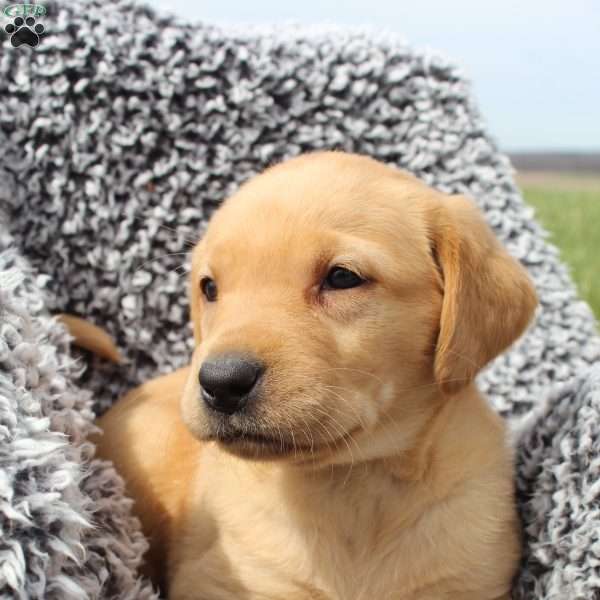 Cooper, Black Labrador Retriever Puppy