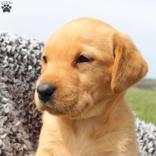 Rambo, Black Labrador Retriever Puppy