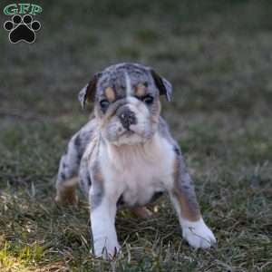 Anton, English Bulldog Puppy