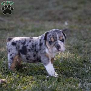 Anton, English Bulldog Puppy