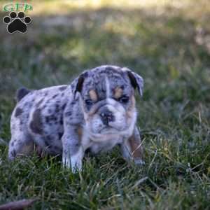 Anton, English Bulldog Puppy