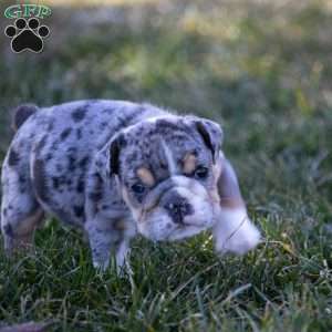 Anton, English Bulldog Puppy