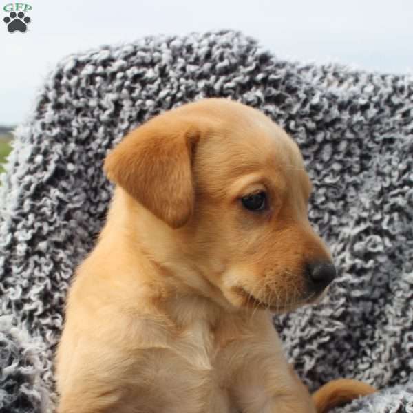 Stella, Black Labrador Retriever Puppy